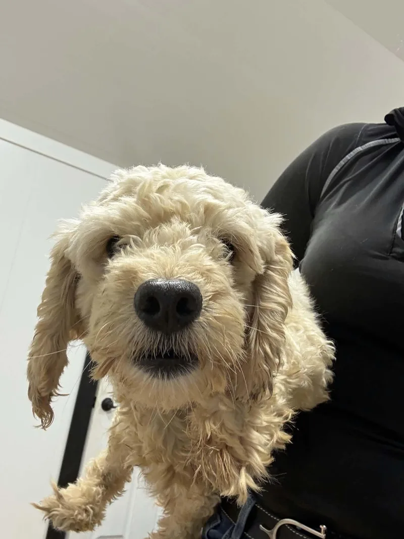 An adult medium-sized male Miniature Poodle dog named Snoopy for adoption in Havertown, PA