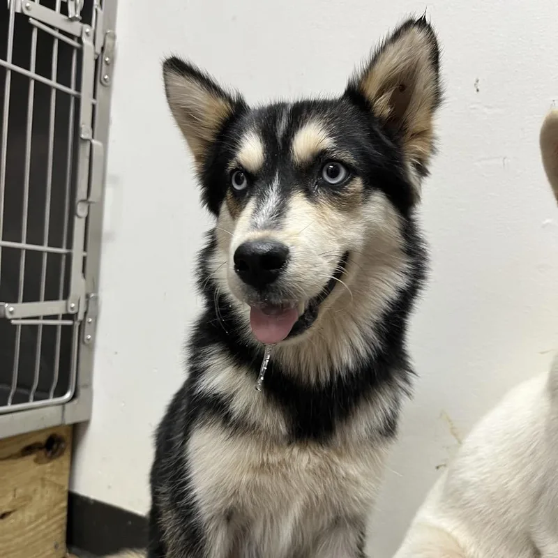 A baby small-sized female Black Siberian Husky dog named Yin for adoption in Birmingham, AL