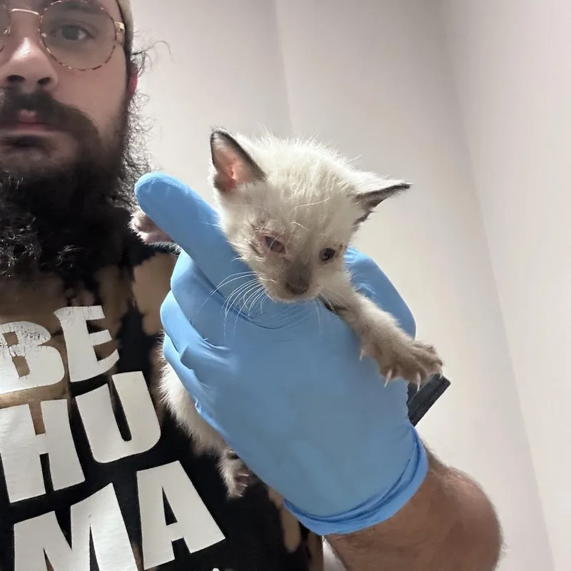 A baby small-sized female Domestic Short Hair cat named Clone for adoption in Yuma, AZ