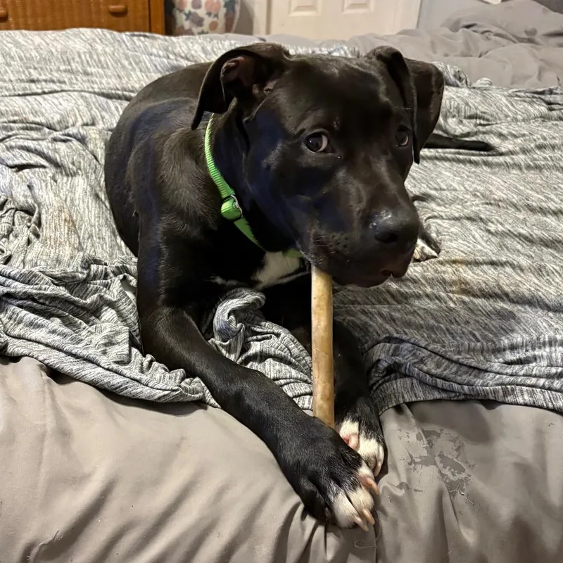 A young large-sized male Black American Staffordshire Terrier dog named Rocket Man for adoption in Farmersville, OH