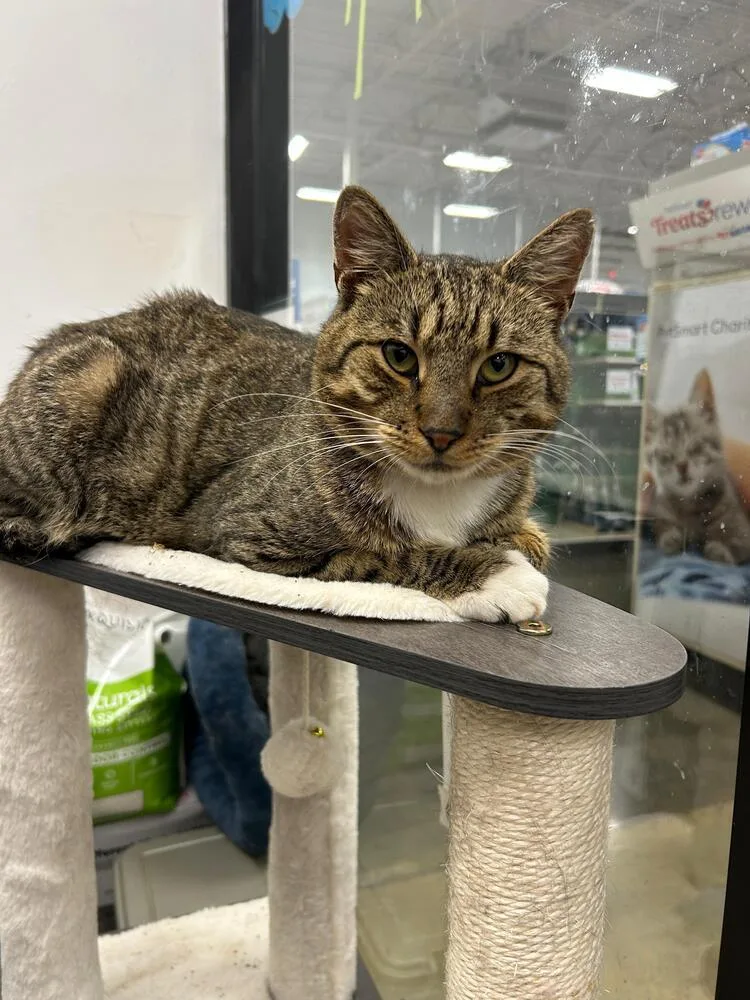 An adult large-sized male Domestic Short Hair cat named Hans for adoption in Pittstown, NJ