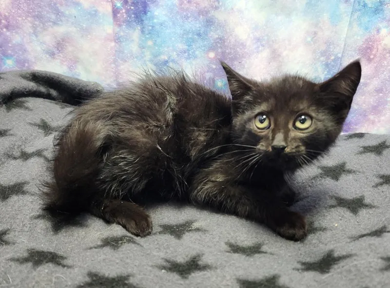A baby small-sized male Domestic Short Hair cat named Tiger for adoption in Washington Court House, OH