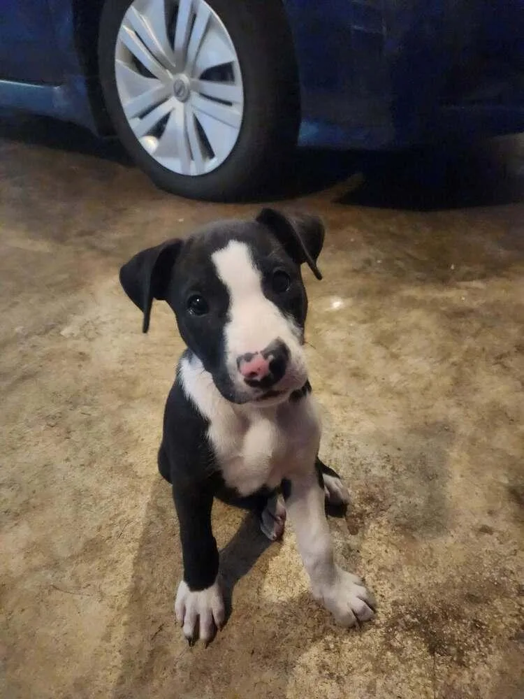 A baby medium-sized female Terrier dog named Polka Dot for adoption in Candler, NC