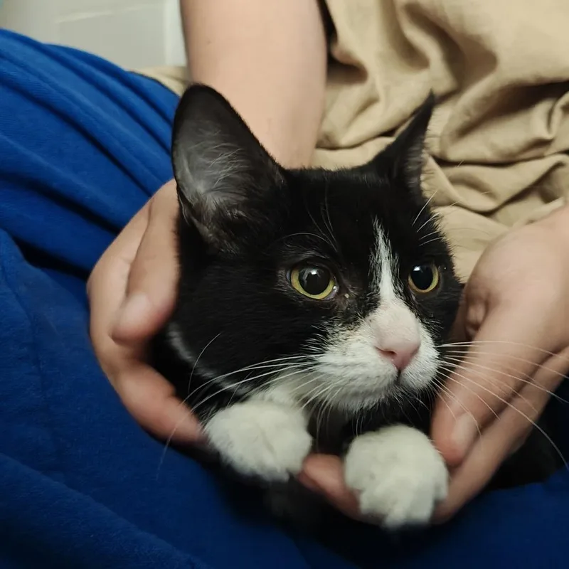 A baby small-sized female Black Domestic Medium Hair cat named Minnie for adoption in Escondido, CA