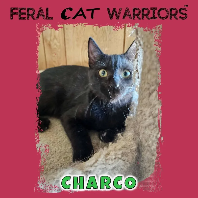 Charco