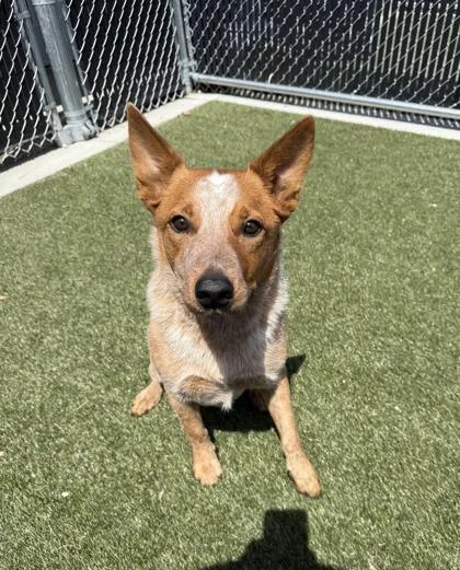 An adult medium-sized male Mixed Breed dog named Walker for adoption in Lafayette, IN