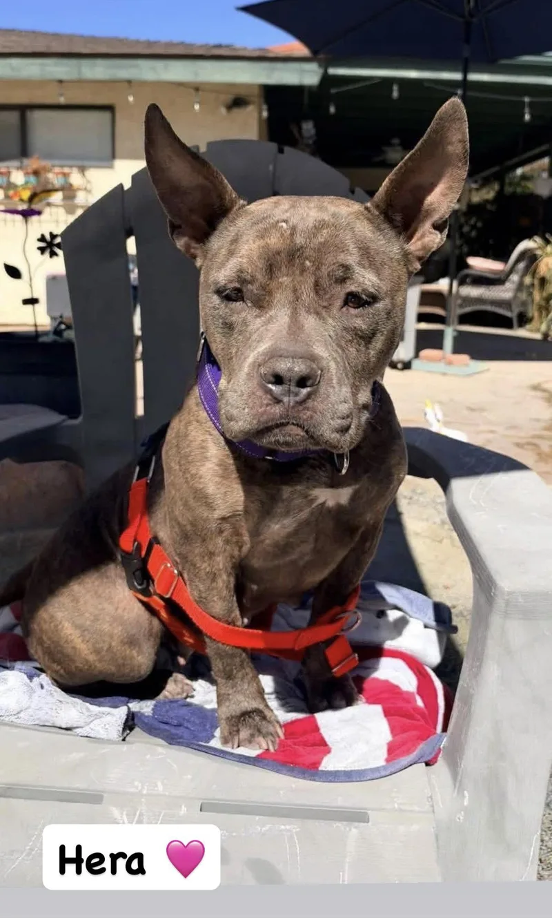 An adult medium-sized female American Staffordshire Terrier dog named Hera for adoption in San Diego, CA