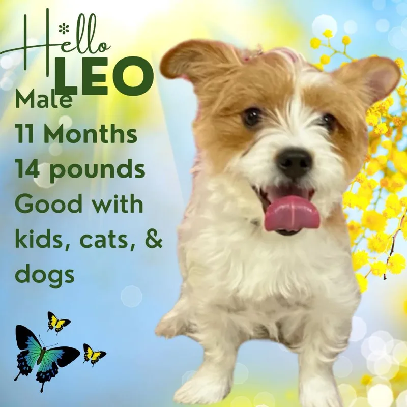A young small-sized male Terrier dog named Leo for adoption in New Manchester, WV