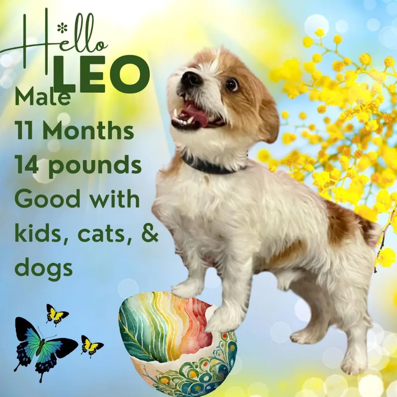 Leo thumbnail 2