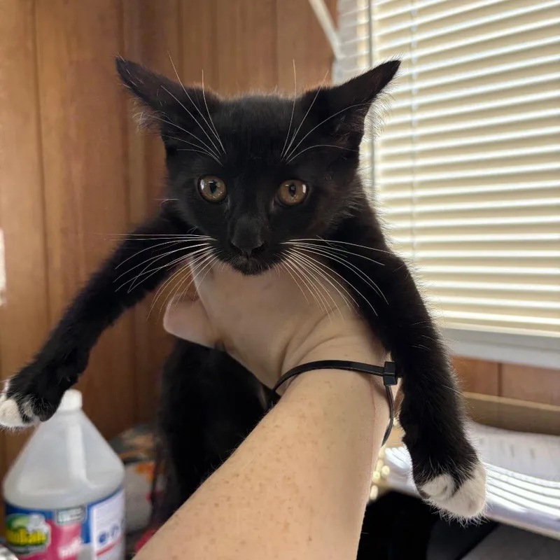 A baby small-sized female Black Domestic Short Hair cat named Louisa for adoption in Enfield, NH