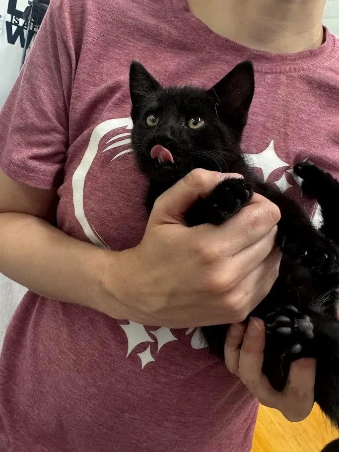 A baby small-sized male Domestic Short Hair cat named Spooky for adoption in Glenfield, NY