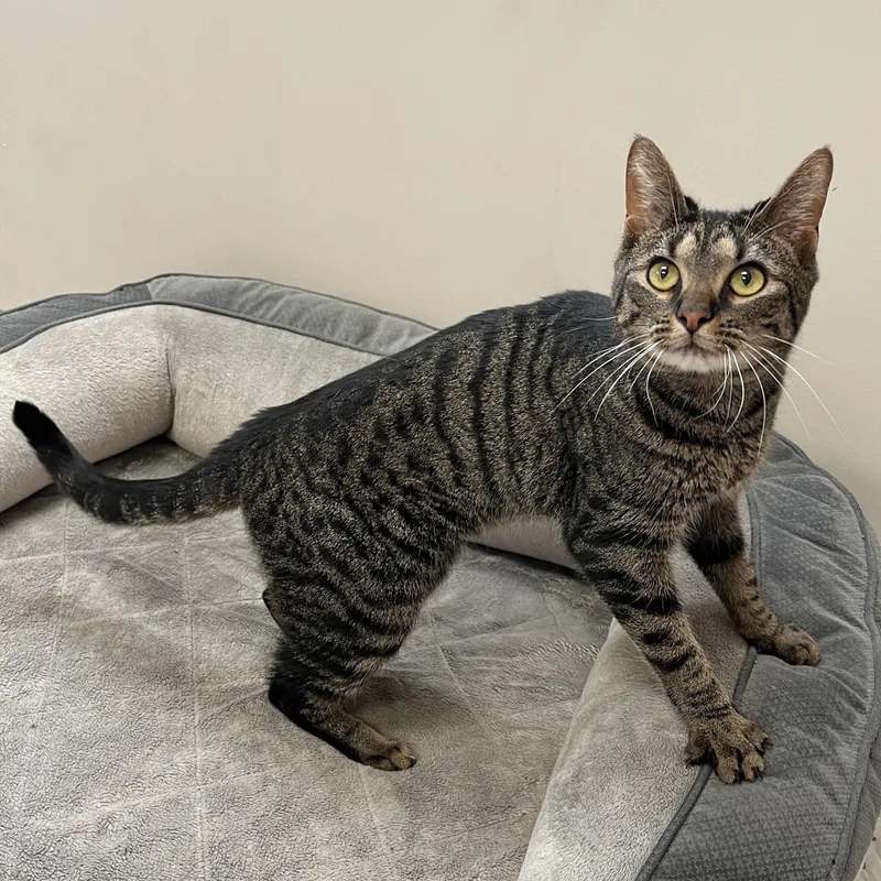 An adult medium-sized male Domestic Short Hair cat named Pepper for adoption in Quakertown, PA