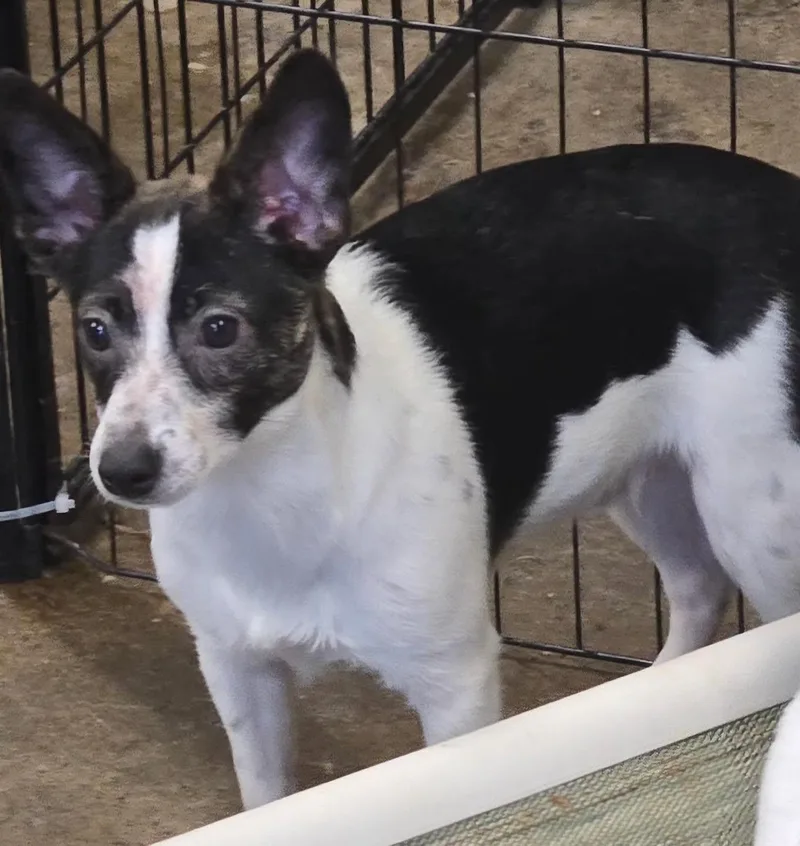 A baby small-sized female Chiweenie dog named Betty Boop for adoption in West Valley, UT