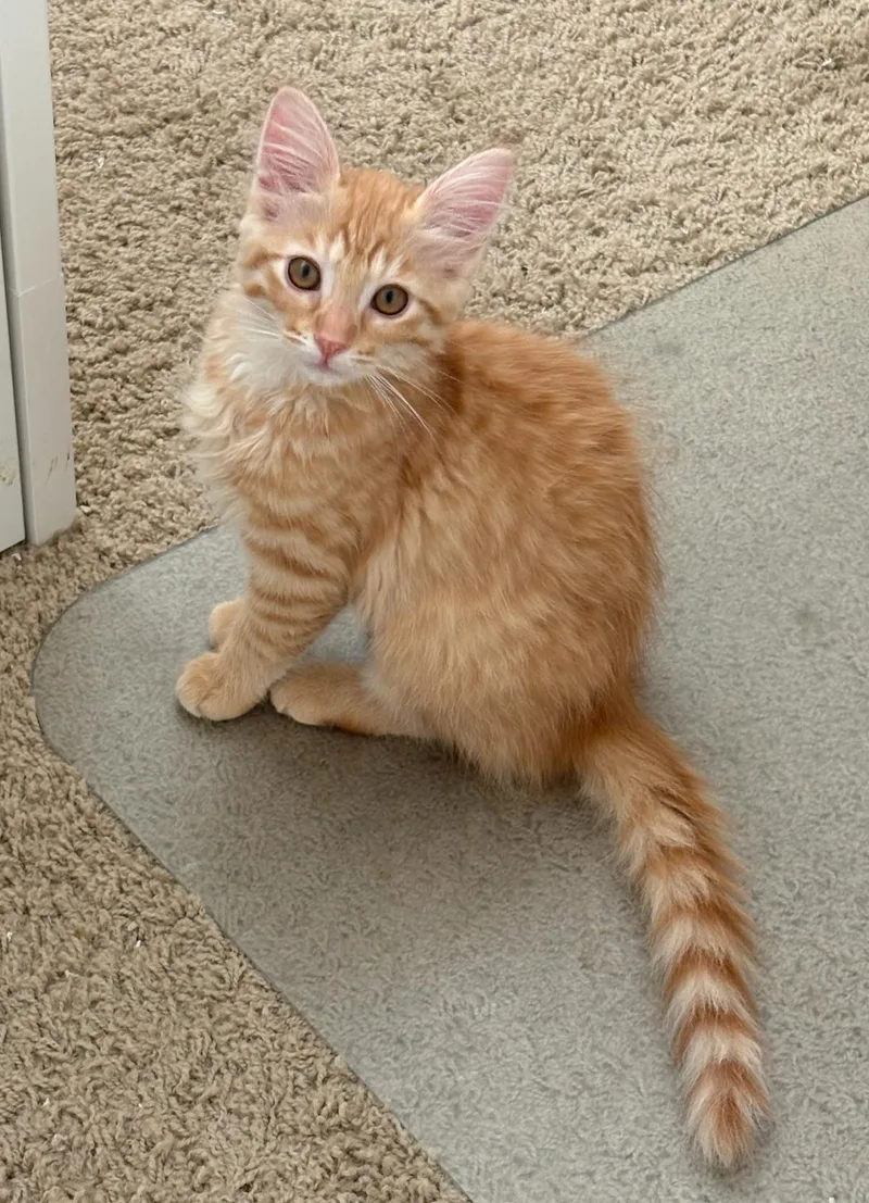 A baby medium-sized female Domestic Short Hair cat named Patrick for adoption in Lincoln, CA