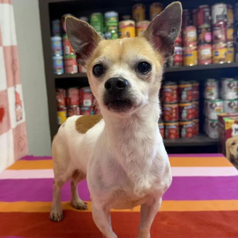 Sunshine thumbnail 3