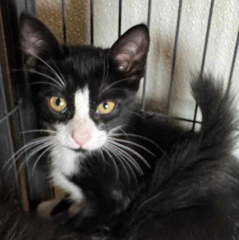 A baby small-sized male Domestic Short Hair cat named Craig for adoption in Saginaw, MI