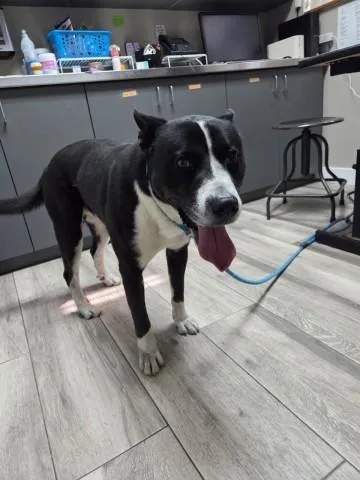 An adult large-sized male Akita dog named Buddy for adoption in Redlands, CA