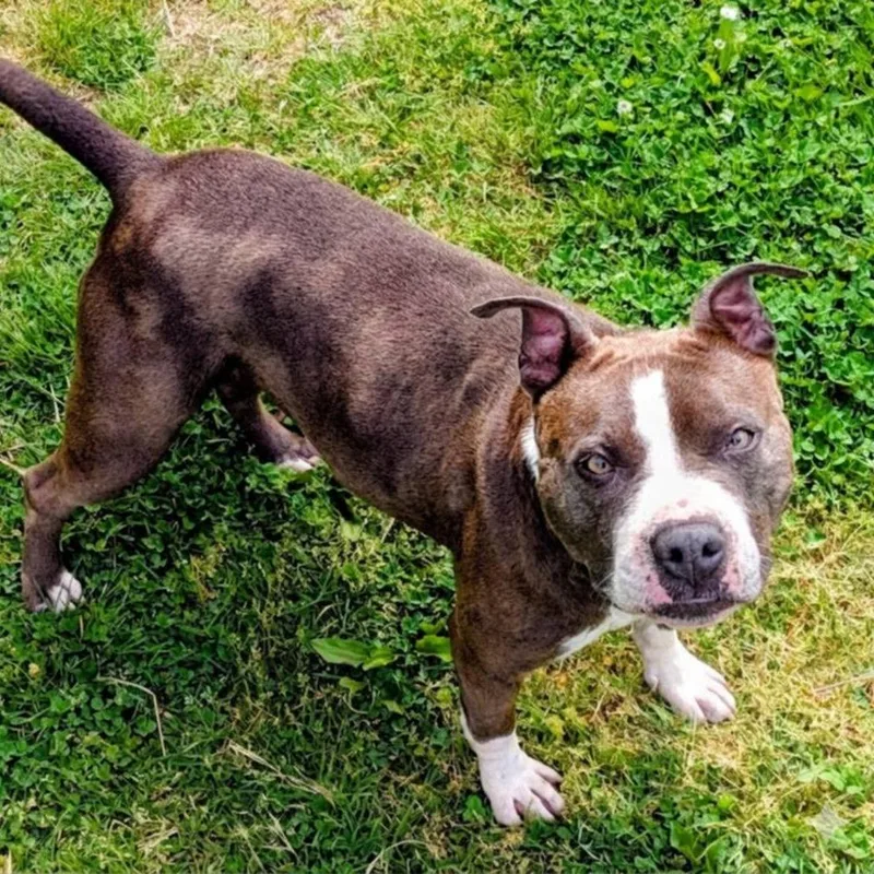 An adult small-sized female Mixed Breed dog named Zuna for adoption in Jeffersonville, IN