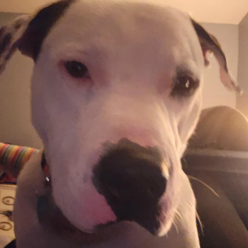 An adult large-sized male White / Cream Mixed Breed dog named Briar for adoption in Bismarck, ND