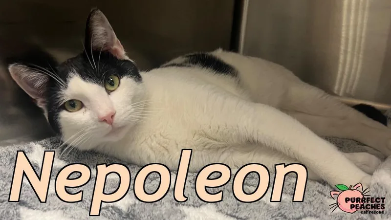 A young medium-sized male Domestic Short Hair cat named Nepoleon for adoption in Douglasville, GA
