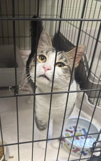 A young small-sized male Domestic Short Hair cat named Elm for adoption in Saint Clairsville, OH