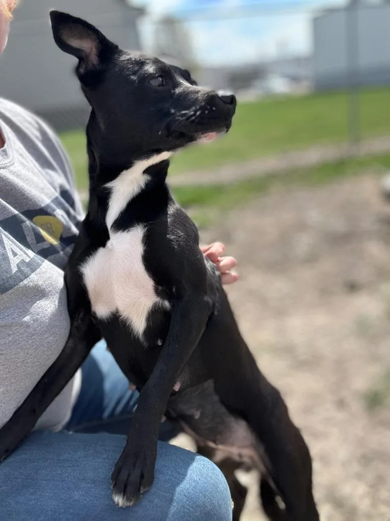 An adult small-sized female Black Terrier dog named Trixie for adoption in Clinton, IL