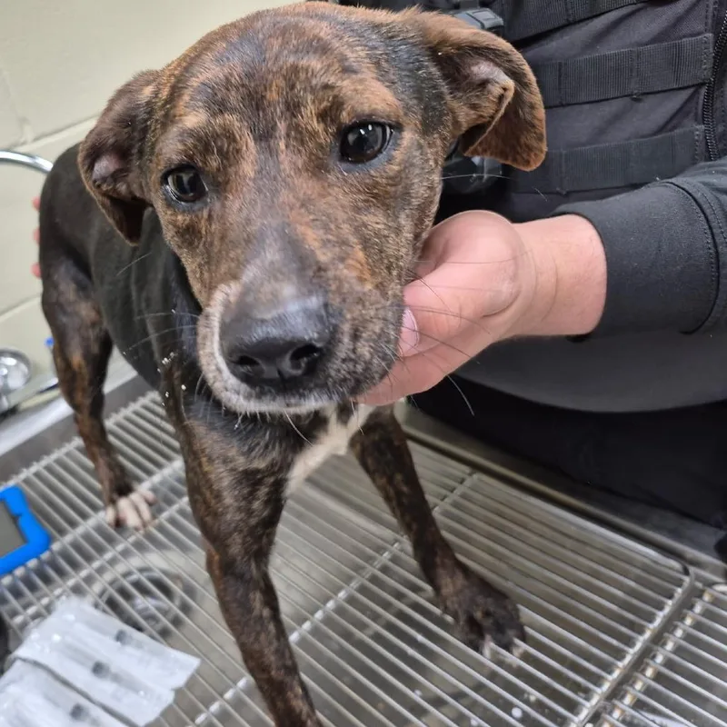 An adult medium-sized female Black Mixed Breed dog named Biscuit for adoption in Columbus, GA