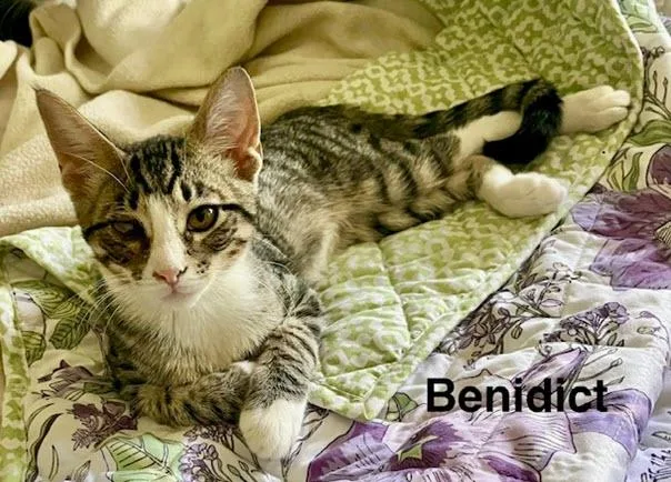 A baby medium-sized male Tabby cat named Benedict for adoption in Los Angeles, CA