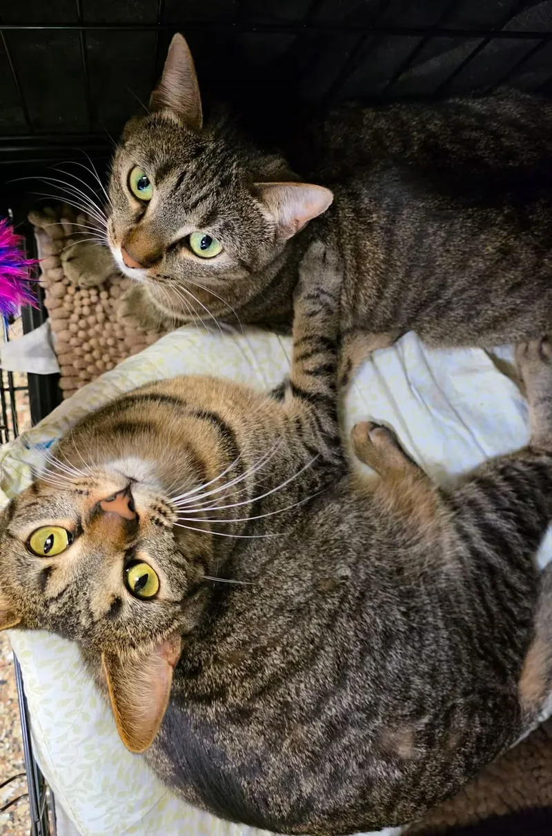 A young medium-sized female Tabby (Brown / Chocolate) Domestic Short Hair cat named Opal and Ruby for adoption in Sterling Heights, MI