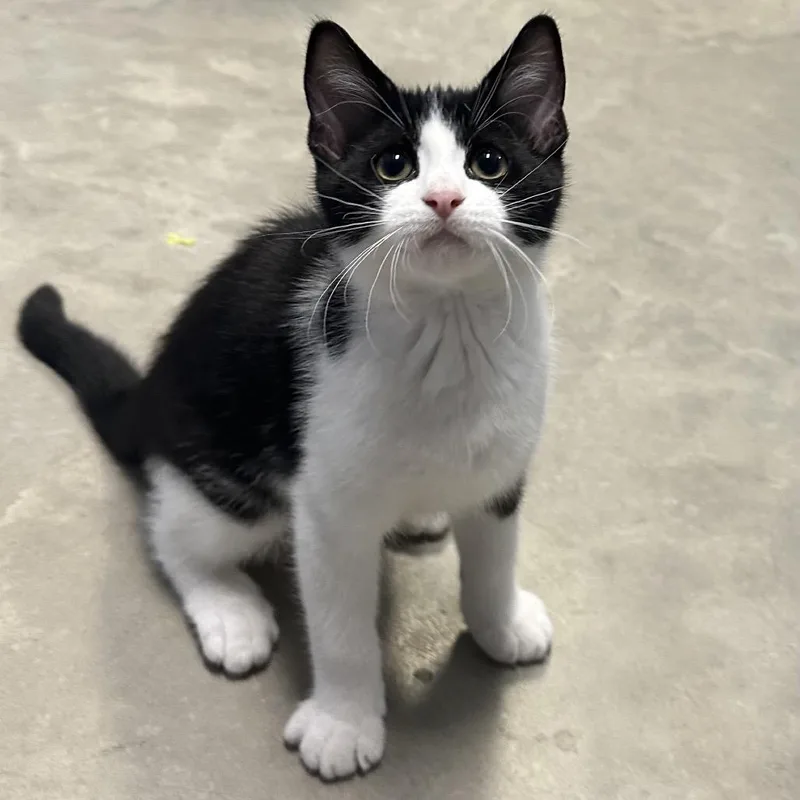 A young medium-sized male Black & White / Tuxedo Domestic Short Hair cat named Reepicheep for adoption in Clinton, IL