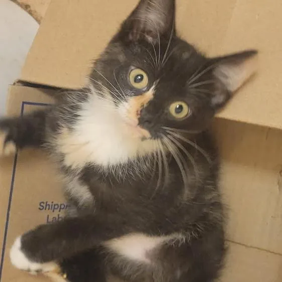 A baby small-sized female Brown / Chocolate Domestic Short Hair cat named SpriteC for adoption in East Saint Louis, IL