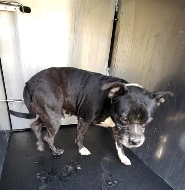 An adult medium-sized female Terrier dog named Pearl for adoption in San Antonio, TX