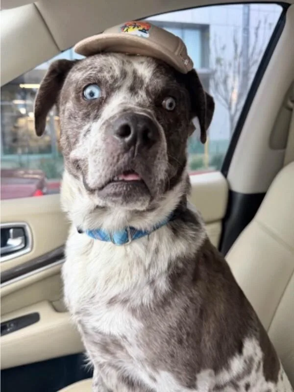 An adult large-sized male Gray / Blue / Silver Cattle Dog dog named Choco for adoption in Van Nuys, CA