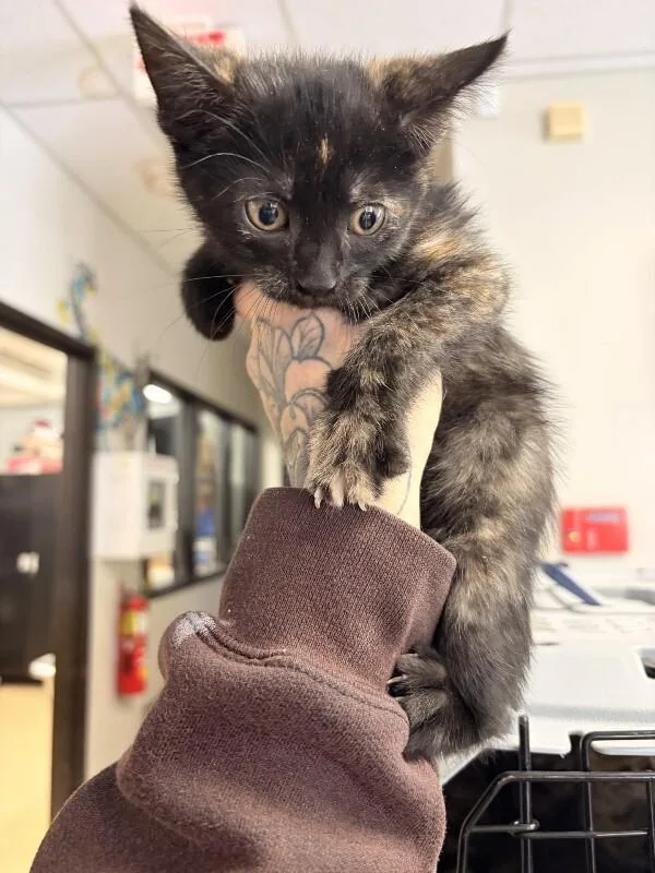 A baby medium-sized female Domestic Short Hair cat named Madison for adoption in Saint Charles, MO