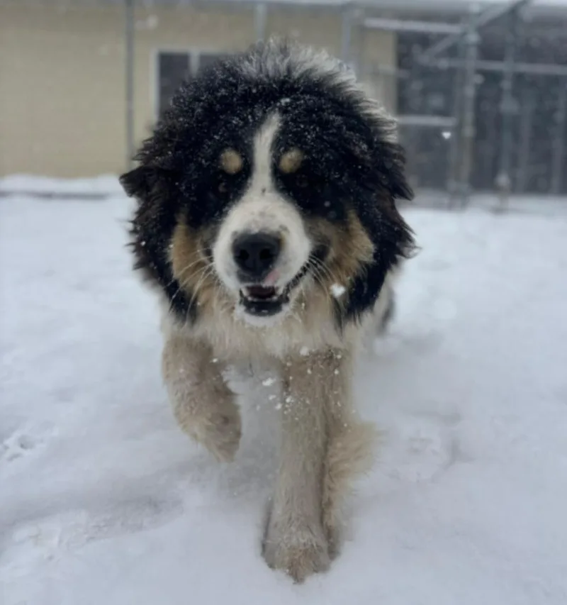 A young large-sized female Australian Shepherd dog named Maisy for adoption in Viroqua, WI
