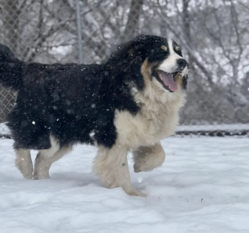 Maisy thumbnail 2