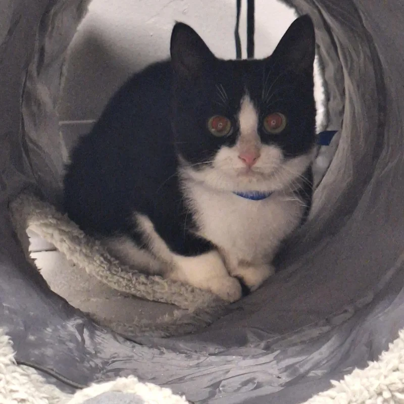 A young small-sized female Black & White / Tuxedo Domestic Short Hair cat named Skully for adoption in Rock Hill, NY