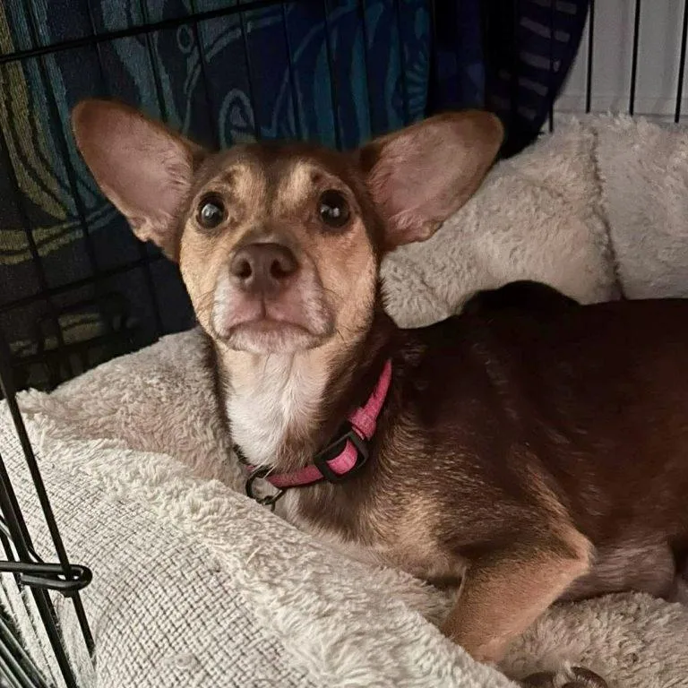 An adult small-sized female Chihuahua dog named Maple for adoption in Hillsborough , NC