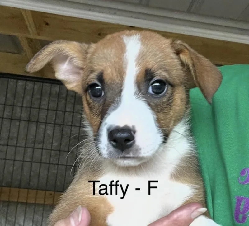 Taffy