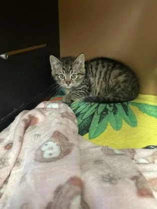 A baby small-sized male Domestic Short Hair cat named Bobo for adoption in Hamilton, NJ