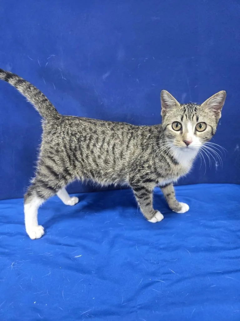 A baby medium-sized female American Shorthair cat named Bouquet for adoption in Ruston, LA