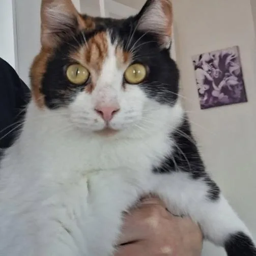An adult medium-sized female Calico Domestic Short Hair cat named Chevelle for adoption in West Palm Beach, FL