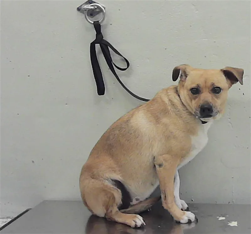 A young large-sized female Labrador Retriever dog named Canela for adoption in Houston, TX