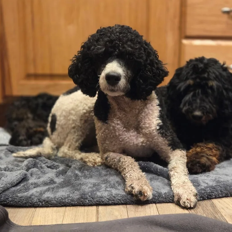 A young small-sized female Miniature Poodle dog named Odette for adoption in Port Angeles, WA