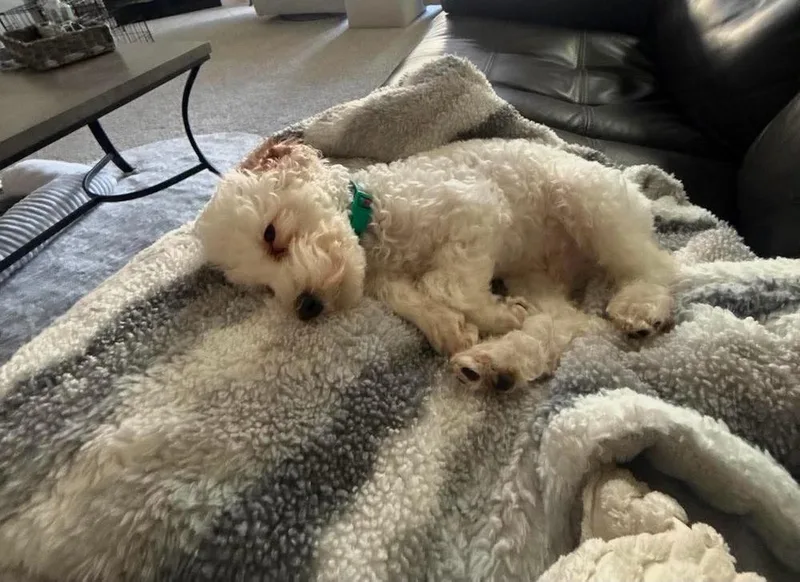Snowball
