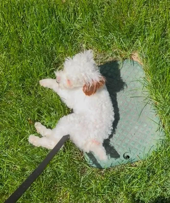 Snowball thumbnail 2
