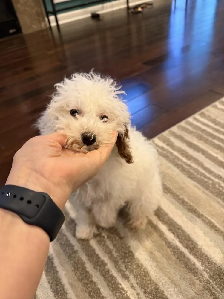 Snowball thumbnail 3