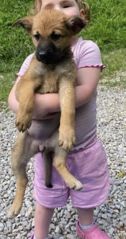 A baby medium-sized female Yellow / Tan / Blond / Fawn German Shepherd Dog dog named Marina for adoption in Wonder Lake, IL