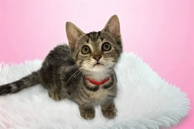 A baby medium-sized female Domestic Short Hair cat named Maya for adoption in Fort Lauderdale, FL