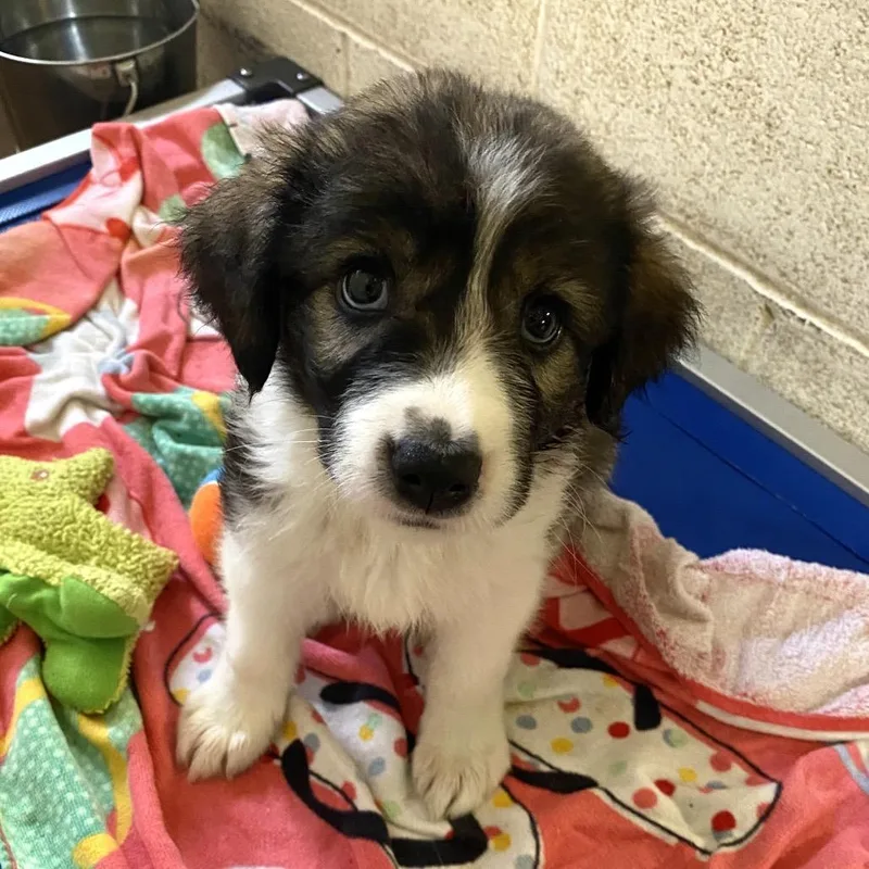 A baby small-sized female Brown / Chocolate Great Pyrenees dog named Farrah for adoption in Stephenville, TX